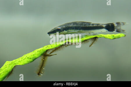 Otocinclus seduta o felce di java in acquario piantato Foto Stock