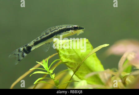 Otocinclus seduta o felce di java in acquario piantato Foto Stock