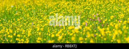 Ampio angolo di banner con fiori che sbocciano sul prato Foto Stock