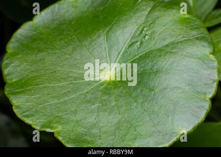Primo piano di foglie verdi di verde centella asiatica (Centella asiatica , Centella asiatica umbellata L o acqua centella ) Foto Stock