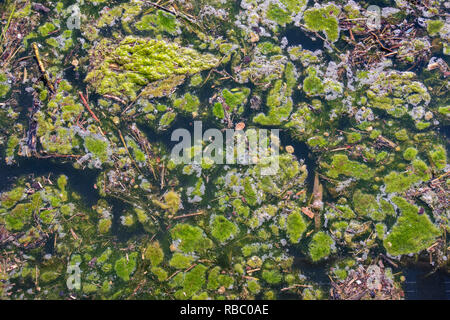 Inquinamento con la fioritura di alghe in acqua Foto Stock