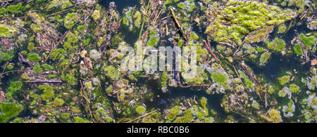 Inquinamento con la fioritura di alghe in acqua Foto Stock