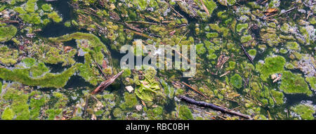 Inquinamento con la fioritura di alghe in acqua Foto Stock