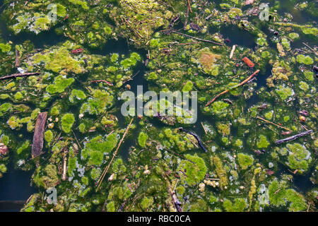 Inquinamento con la fioritura di alghe in acqua Foto Stock