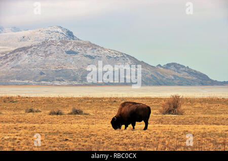 Bisonti americani che pascolano sulla prateria. Foto Stock