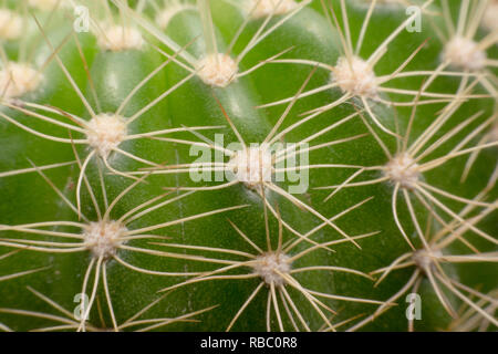 Spine di cactus. Macro cactus spine. Close up Foto Stock