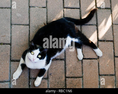 Elevato angolo di visione di un bianco e nero gatto cercando mentre poggia su una strada piastrellata spazio copia Foto Stock