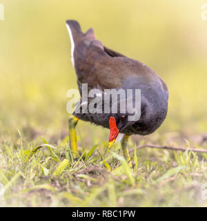 Comune (Moorhen Gallinula chloropus) bird walking on Grassy bank e la conservazione delle zone umide stagno nelle Fiandre in Belgio. Modifica luminoso. Foto Stock
