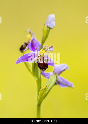 Gruppo di Bee orchid (Ophrys apifera) fiori rosa humblebee mimicing insetti per polinate il fiore. Sfocate su sfondo verde Foto Stock