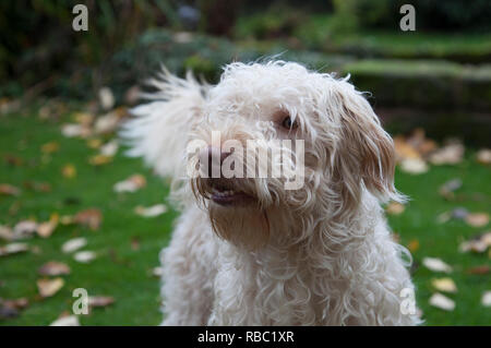 Fluffy cockapoo scodinzolante la sua coda e cercando felice in un giardino sul retro in Inghilterra su una giornata autunnale su un grande prato verde Foto Stock