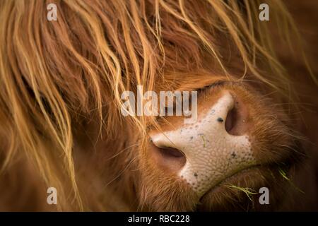 Highland scozzesi il bestiame. Foto Stock