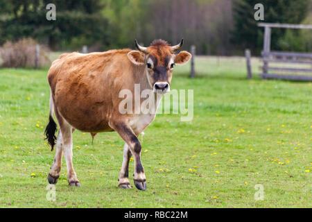 Sano giovane svizzero Marrone bull in un pascolo Foto Stock