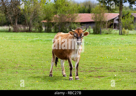 Sano giovane svizzero Marrone bull in un pascolo Foto Stock