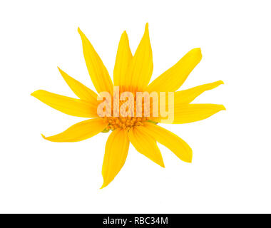 Girasole messicano,Tithonia diversifolia(Hemsl) isolato su sfondo bianco Foto Stock