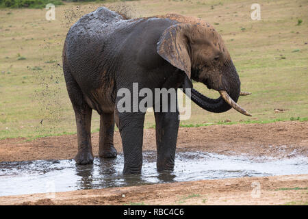 Elefante africano (Loxodonta africana) la balneazione a waterhole o foro di irrigazione e la spruzzatura di acqua e fango su se stessa Addo Elephant National Park, Sud Africa Foto Stock