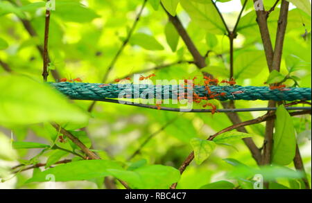 Gruppo di formiche raccogliere sulla fune Foto Stock