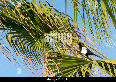 Maghreb gazza (Pica mauritanica) in un ambiente tropicale Palm tree, Agadir, Marocco Foto Stock