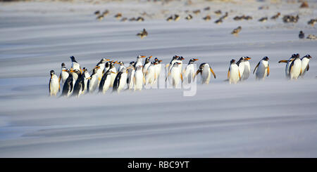 Una linea di pinguini di Gentoo (Pygoscelis papua) passeggiate sulla spiaggia, Sea Lion Island, Isole Falkland, Foto Stock