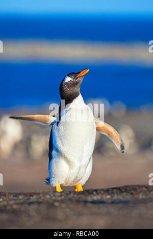 Pinguino Gentoo eseguendo il balletto di danza, Sea Lion Island, Isole Falkland Foto Stock