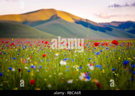 Fioritura al tramonto a Castelluccio di Norcia in Umbria, Italia Foto Stock