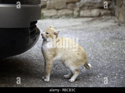 Gatto randagio sotto la vettura, gli animali abbandonati, di solitudine Foto Stock