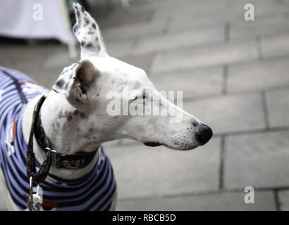 Levriero con rivestimento di teschi in strada, animali domestici Foto Stock