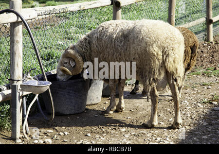 Pecore in stalla gli animali della fattoria, della natura e della cattività, explotacion Foto Stock