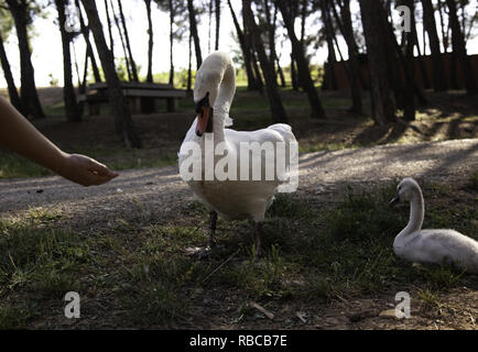 Piccoli cuccioli di anatre nel parco naturale, degli animali e del paesaggio Foto Stock