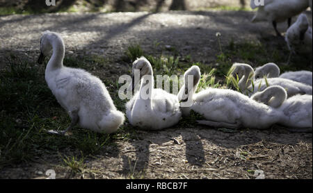 Piccoli cuccioli di anatre nel parco naturale, degli animali e del paesaggio Foto Stock