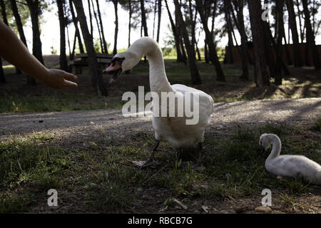 Piccoli cuccioli di anatre nel parco naturale, degli animali e del paesaggio Foto Stock