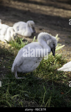 Piccoli cuccioli di anatre nel parco naturale, degli animali e del paesaggio Foto Stock