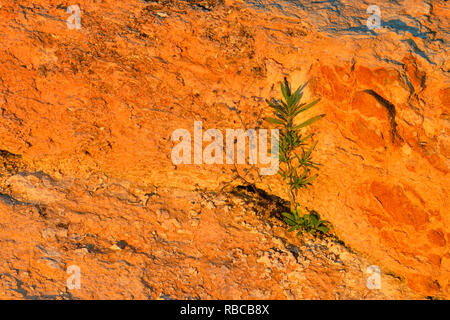 Esposti rocce calcaree con hardy comunità vegetali lungo la riva del Lago Travis, Austin, Texas, Stati Uniti d'America Foto Stock