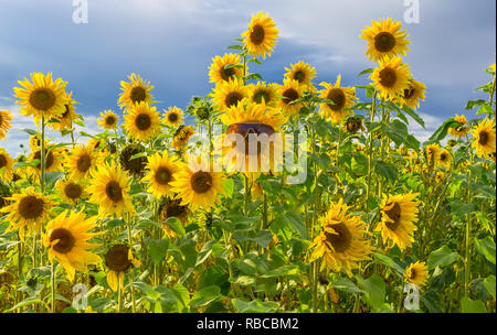 Girasoli. Fun immagine di un campo di colore giallo brillante girasoli.Un girasole è indossando occhiali da sole di grandi dimensioni.felice, estate, allegro, concetto di divertimento. Paesaggio Foto Stock
