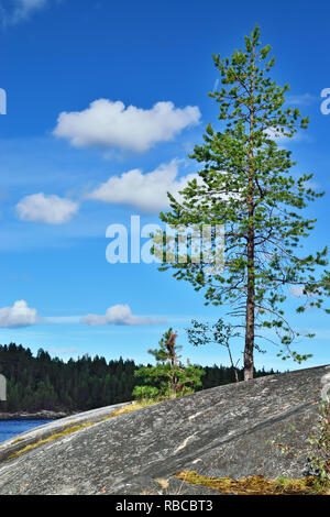 Bellissimo paesaggio Karelian - rocce, alberi di pino e l'acqua. Bay Chupa, mare bianco costa, Carelia, Russia Foto Stock