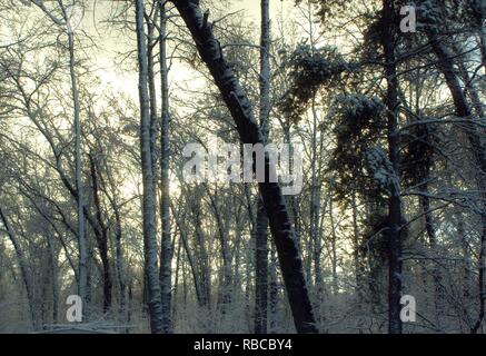 Sun impostazione attraverso i boschi innevati Foto Stock