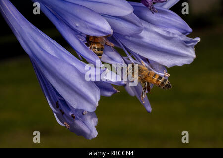 Bee inseguendo il suo amico e girato metà del volo. Ape su un africano Lily blu. Agapanthus praecox. Bee congelati in volo. Foto Stock