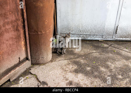 Stray tabby gatti con i gattini di madre sul marciapiede strade in Rivne, Ucraina sul marciapiede di asfalto, famiglia Foto Stock