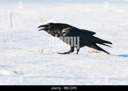 Raven nella neve in un freddo giorno di febbraio ho Foto Stock