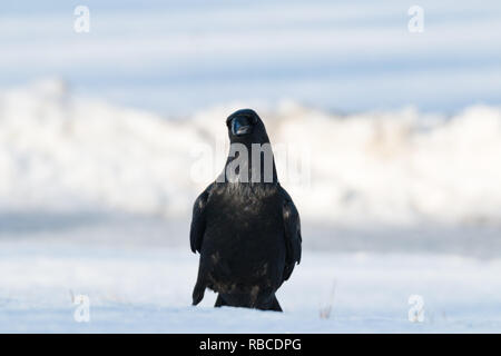 Raven nella neve in un freddo giorno di febbraio ho Foto Stock