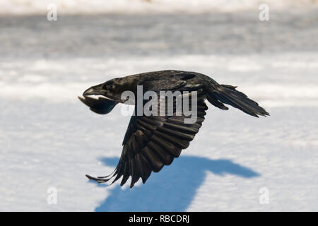 Flying raven nella neve in un freddo giorno di febbraio ho Foto Stock