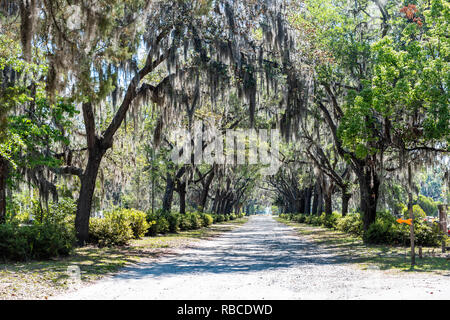 Nessuno sulla strada paesaggio con alberi di quercia e il sentiero percorso in Savannah, Georgia famoso cimitero Bonaventura, muschio Spagnolo Foto Stock