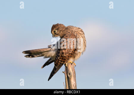 Giovani gheppio stretching su un palo da recinzione Foto Stock