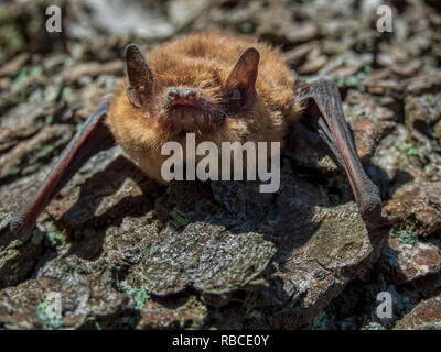 Piccolo bat in condizioni di luce diurna, pipistrelle comune, in un giorno di primavera Foto Stock