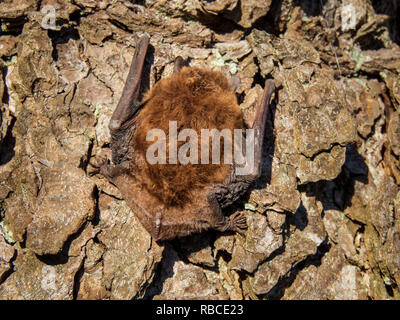 Piccolo bat in condizioni di luce diurna, pipistrelle comune, in un giorno di primavera Foto Stock