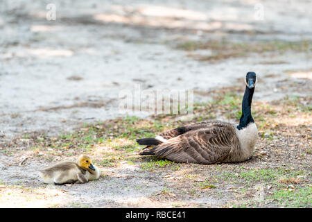 Madre di famiglia con bambino gosling uccelli d'oca pulcino su erba di prato mangiare erba di pascolo piante, carino adorabile animali selvatici Foto Stock