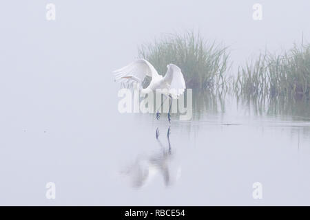 Airone bianco maggiore su una mattina presto con la nebbia in salita Foto Stock