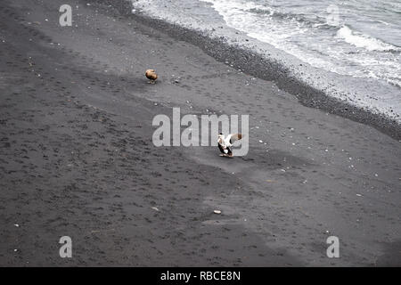 Angolo di alta vista della spiaggia di sabbia nera a riva in Vik, Islanda con acqua oceanica e due comuni eider duck uccelli sbattimenti ali piedi di appoggio, dormendo o Foto Stock