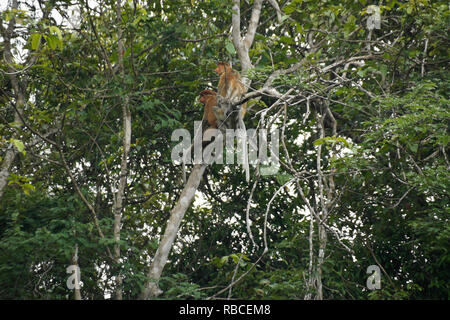 Wild proboscide (a becco lungo le scimmie) nella struttura ad albero lungo Sungai Kinabatangan (fiume Kinabatangan), Sukau, Sabah (Borneo), Malaysia Foto Stock