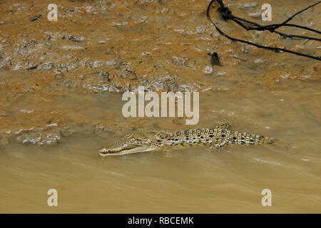 Giovani saltwater (estuari) coccodrillo in acqua poco profonda di Sungai Kinabatangan (fiume Kinabatangan), Sukau, Sabah (Borneo), Malaysia Foto Stock