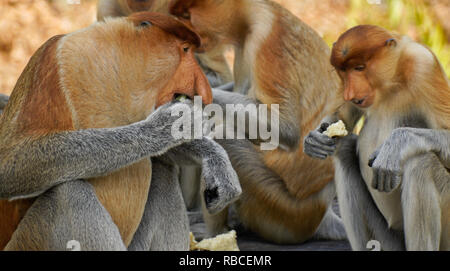 Gruppo di elemento a proboscide maschio (a becco lungo) scimmie mangiare, Sabah (Borneo), Malaysia Foto Stock